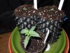 Mossys seeds 054.jpg