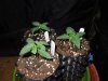 Mossys seeds 056.jpg