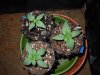 Mossys seeds 057.jpg