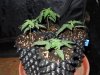 Mossys seeds 058.jpg
