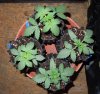 Mossys seeds 060.jpg