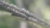 juu.JPG