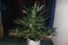 AUTO CHEESE_8-19-13 1.jpg