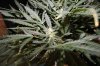 AUTO CHEESE_8-19-13 2.jpg