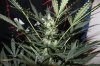 AUTO CHEESE_8-19-13 3.jpg
