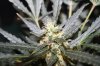 AUTO CHEESE_8-19-13 4.jpg