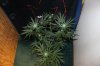 BLUE DREAM_8-19-13 1.jpg