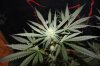 BLUE DREAM_8-19-13 2.jpg