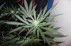 BLUE DREAM_8-19-13 3.jpg