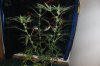 BLUE DREAM_8-19-13 4.jpg