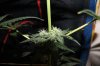GSC_8-19-13 4.jpg