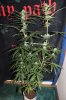 GSC_8-19-13 5.jpg