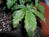 grow 184.jpg grow 184.jpg