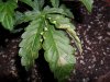 grow 181.jpg grow 181.jpg