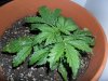 grow 180.jpg grow 180.jpg