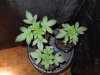 DSCN6103.jpg
