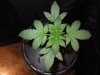 DSCN6105.jpg