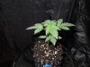 DSCN6108.jpg