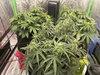 Pre-Flower Day 32