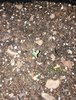 Cricital Purple Grow!!1