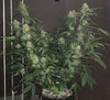 PKauto.2_day66.jpg