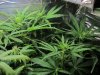 querkle 3.jpg