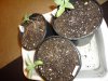 repot.jpg