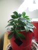 IMG_7033.jpg