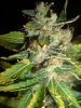 NKP_3_10-23-11.JPG