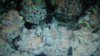 DSC03158.jpg