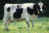 cow2.jpg