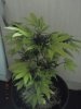 autoflowers day 42 frm seed 008.jpg