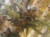 auto dark devil nice bud.jpg