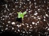 grow 196.jpg grow 196.jpg