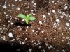 grow 195.jpg grow 195.jpg