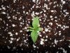grow 194.jpg grow 194.jpg