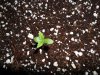 grow 193.jpg grow 193.jpg