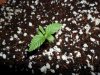 grow 191.jpg grow 191.jpg