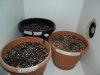 grow 185.jpg grow 185.jpg