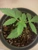 IMG_20130802_200214.jpg