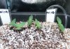 seedlings0813 pakdd2.jpg