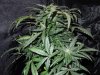 DSCN6127.jpg DSCN6127.jpg