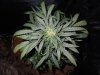 DSCN6130.jpg DSCN6130.jpg