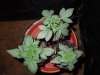 DSCN6166.jpg