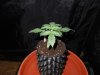 DSCN6168.jpg