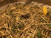 Week after starting new no-till containers