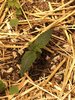 Toof Decay is here & nitrogen toxicity?
