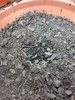 mephisto 3 bears sprout.jpg