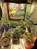 Jah Garden.jpg
