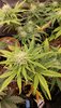 SamOG bud1.jpg